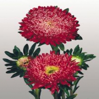 Matador Fiery Red